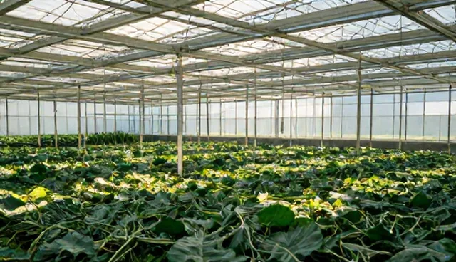 技术限制：电商运营选型关注点分析